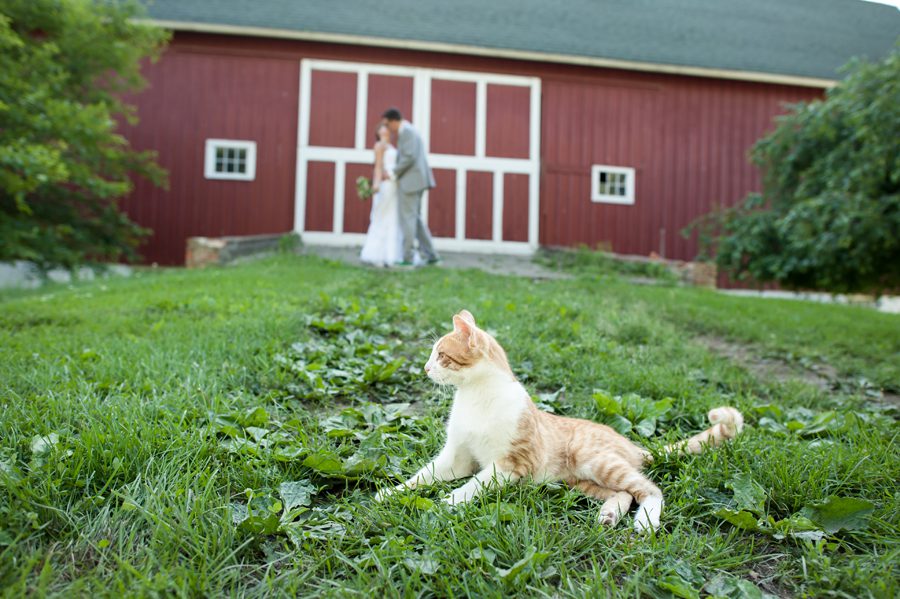 kitty steals the show from the bride and groom {heritage prairie farm wedding}