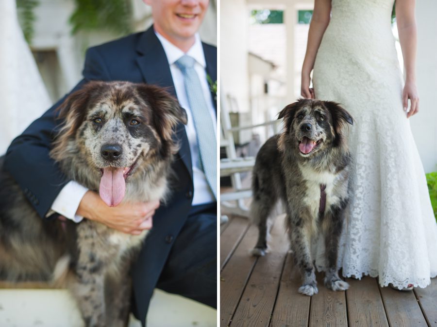 wedding dog {heritage prairie farm photographer}