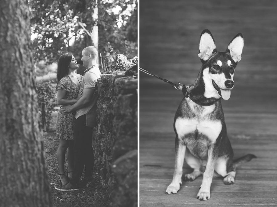 beautiful puppy portraits in batavia, illinois - elite photo